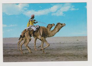 Kuwait Camel Race In Desert View Vintage Photo Postcard Rppc (53279)