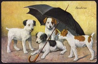 Antique Old Vintage Postcards Picture Cute Little Puppies Dogs And Umbrella 192
