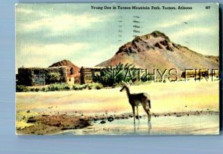 Arizona Postcard E,  8900 Young Doe In Tuscon Mountain Park