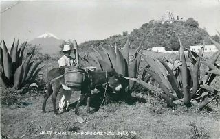 Mexico,  Cholula,  Popacatepetl,  Man With Donkey,  Agave,  Rppc,  Geveart No.  4657