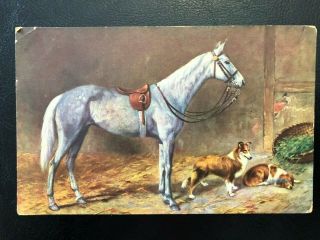 Antique Postcard C1907 - 20 White Horse & Dogs Collies (21304)