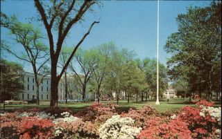 University Of South Carolina Columbia Sc Quadrangle Azaleas 1960s Postcard