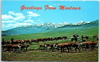 1960s " Greetings From Montana " Postcard Cowboy Cattle Scene " Big Sky Country "