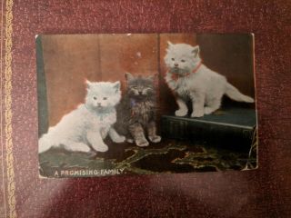 Cat Vintage Postcard.  3 Kittens.  Book.  British Postcard.  Postmarked 1907.
