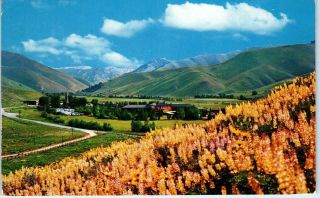 Sun Valley,  Id Idaho View Of Valley,  Lupines & Resort Blaine County Postcard