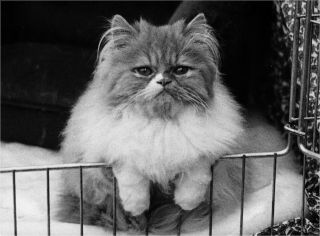Cat Jane Brown The Singular Cat Bloomsbury Postcards Standard Old Vintage
