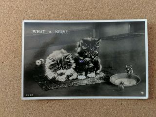 Cat Vintage Postcard.  Rppc.  2 Kittens And A Couple Of Mice.  British.  Pm 1931.