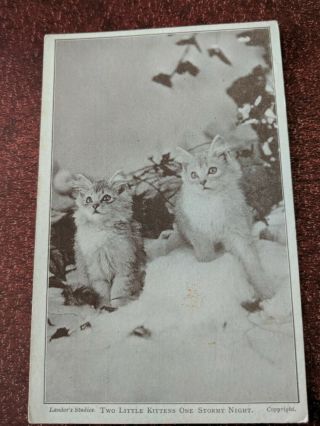 Cat Vintage Postcard.  Two Kittens.  Snow.  British.  Not Mailed.  Landor Studies.