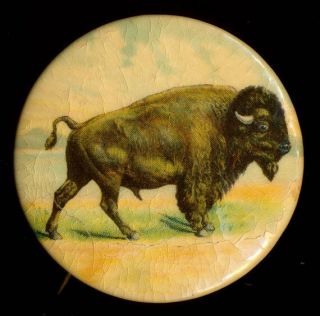 1901 Pan American Exposition,  Buffalo Pinback Button 1 3/4 "
