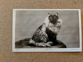 Cat Vintage Postcard.  Rppc.  " Fluffy Tom " In B/w.  British.  Pm 1917.