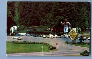 California Postcard W,  3024 Panorama View Of The Trees Of Mystery,  Redwood Highway