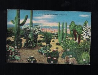 C 1950 A Few Varieties Of Desert Cacti Post Card - Numbered And Keyed