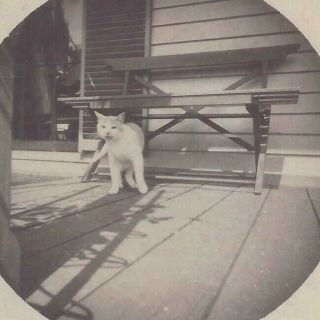 1890s? Cabinet Photo Kodak Snapshot Family Pet Cat