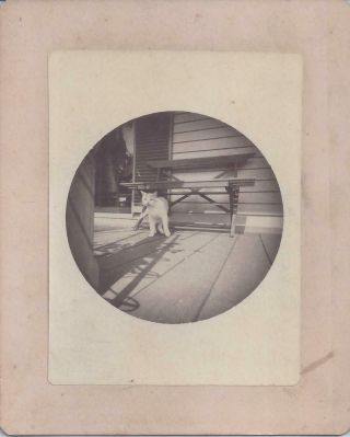 1890s? CABINET PHOTO KODAK SNAPSHOT FAMILY PET CAT 2