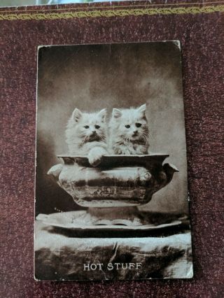 Cat Vintage Postcard.  Two Kittens In Soup Server.  American.  Pm 1908.
