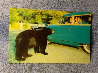 Vintage Postcard Native Black Bear,  The Great Smoky Mountain National Park