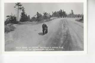 Real Photo Postcard Wild Bear In Front Of Devil 