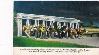 Daytona Beach,  Florida,  Pu - 1958; Greyhound Racing,  Volusia County Kennel Club