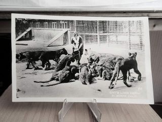 1920 Real Photo Postcard Rppc Gays Lion Farm El Monte Ca