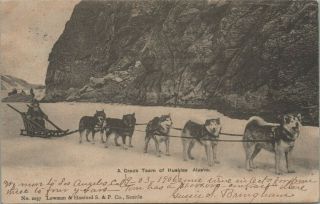 (m703) Vintage Postcard,  Rppc,  A Crack Team Of Huskies,  Alaska 1906