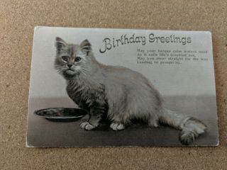 Cat Vintage Postcard.  Birthday.  Young Cat With Markings.  British.