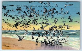 Vintage Linen Postcard Greetings From Montauk Beach Long Island Ny Seagulls