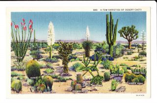 Desert Cactus Types; 1930 