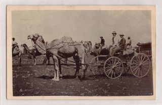 Vintage Postcard Rppc Camels Broken Hill South Wales 1900s