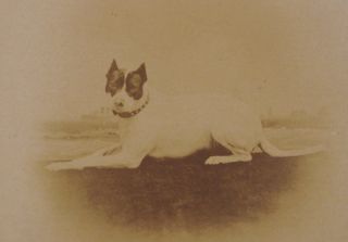 Antique Photo Postcard Smooth Fox Terrier Dog Atlantic Photograph Henry Bellis