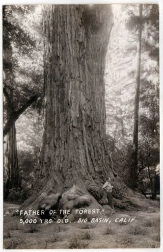 Big Basin Redwoods California Rppc Rp Real Photo Postcard Santa Cruz Forest Tree