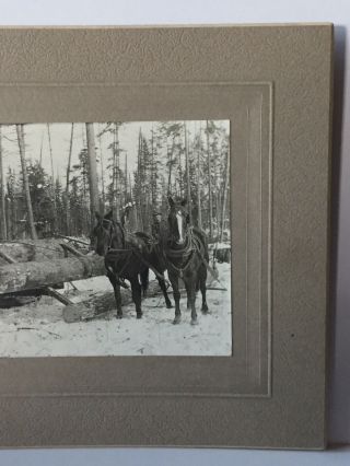 Antique Photo Cabinet Card of Group Of Men Logging With Horses In Montana? 5