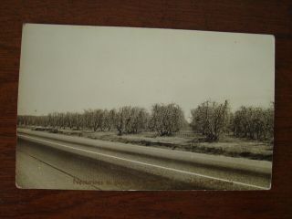 Old Vintage Rppc Photo Postcard Nectarines Fruit Orchard Tagus Ranch Tulare Ca