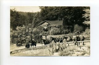 Piercy Ca Mendocino County Rppc Real Photo,  Riverview Ranch,  Horses,  1943