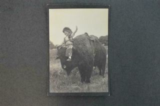 Vintage Souvenir Photo Op Arcade Little Cowboy Riding Wild Buffalo Head 958073
