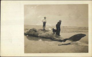 Aquaculture Men Standing On Dead Whale C1910 Real Photo Postcard