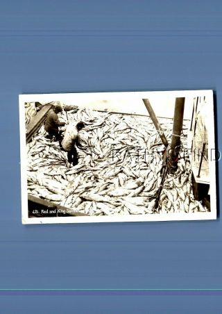 Real Photo Rppc T_6892 Red And King Salmon Fish On Boat
