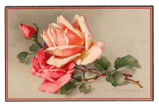 A/s C.  Klein Flowers Rose Meissner & Buch A0809
