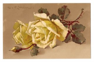 A/s C.  Klein Flowers Yellow Rose Meissner & Buch A0812