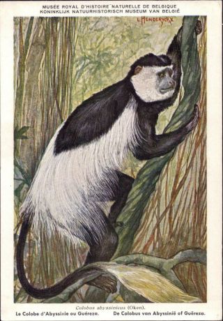 Set 3 Pc Postcard Belgium Royal Natural History Mammalia Congo Monkey Colobus