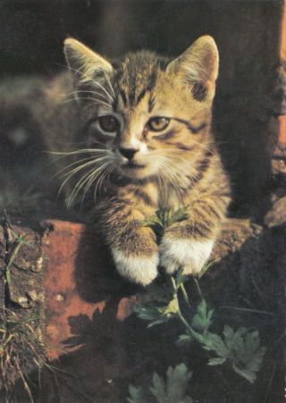 Cute Little Tabby Cat Kitten Czech Vintage Postcard