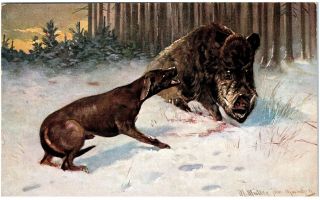 Dog Attacking Wild Boar—antique Artist - Signed Muller Pc Hog Series 330 1910s