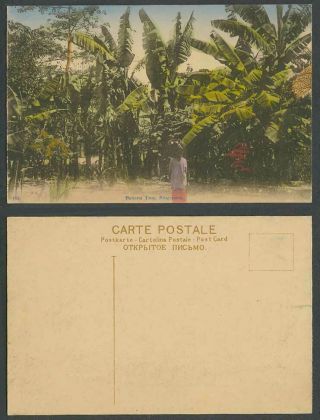 Singapore Old Hand Tinted Postcard Banana Tree,  Little Girl,  Malay Bananas Trees
