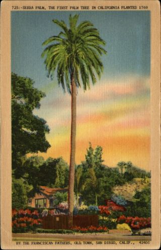 Serra Palm First Tree Planted By Franciscan Fathers San Diego California 1930s