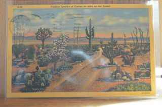 1955 Various Species Of Cactus As Seen In The Desert - Cancelled In Tucson Az Pc