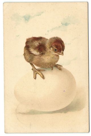 Little Easter Chick On Large Egg Old Artist Postcard 1918