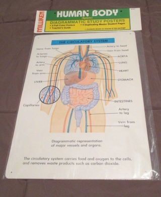 Vintage Teacher Guide Posters,  Systems Of The Human Body,  Diagrammatic