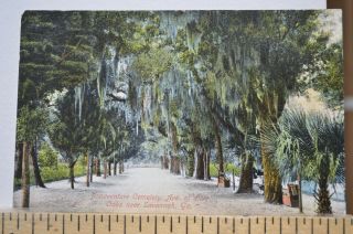 C 1910 Bonaventure Cemetery Avenue Of Live Oaks Near Savannah Georgia Postcard