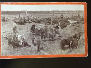 Antique Photo Cabinet Card Of Multiple Families Harvesting Hay