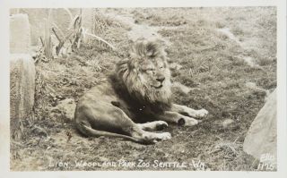 Lion Woodland Park Zoo Seattle Washington Wa Ellis 1175 Rppc Postcard D33