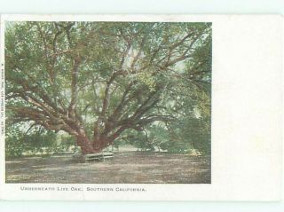 Pre - 1907 Southern California Live Oak Tree Los Angeles & San Diego Ca Ad8734